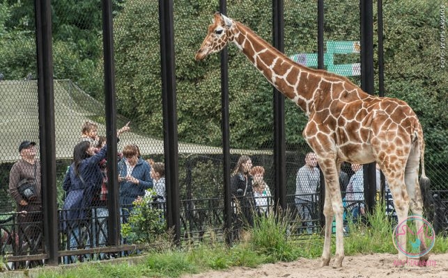ленинградский зоопарк