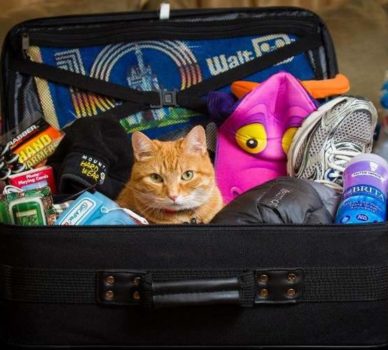 кот в чемодане